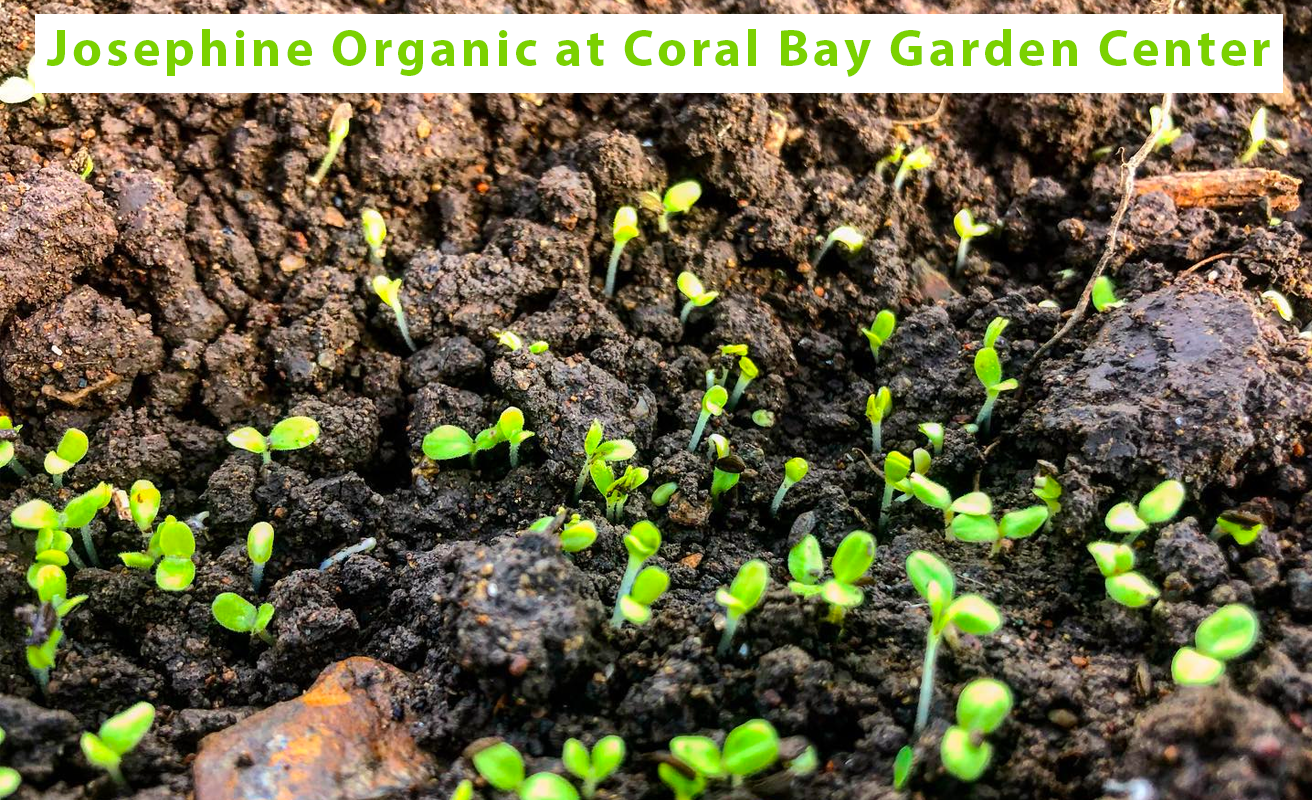 Josephine Organic at Coral Bay Garden Center